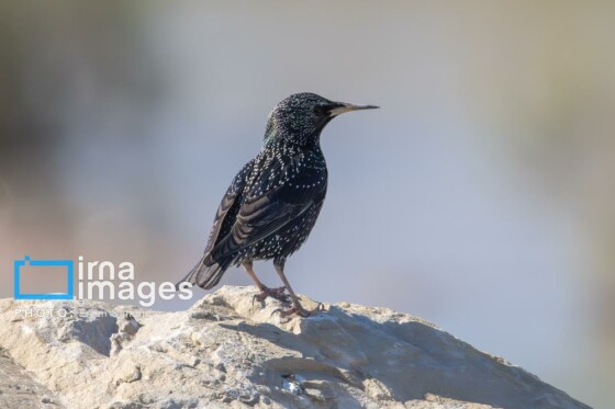 دنیای پرندگان