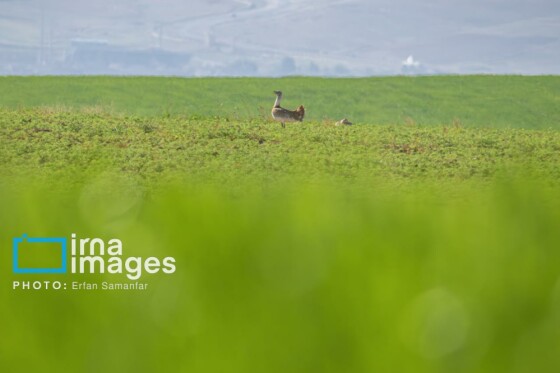 دنیای پرندگان