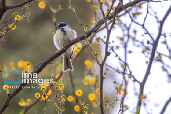 دنیای پرندگان