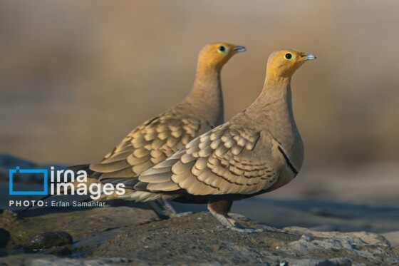 دنیای پرندگان