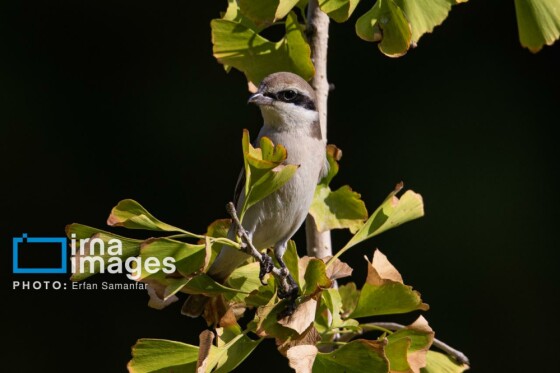 دنیای پرندگان