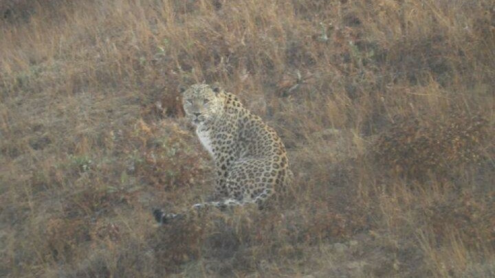 یک قلاده پلنگ ایرانی در مهدیشهر دیده شد