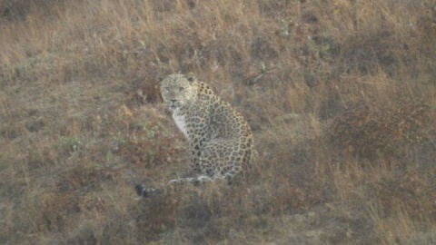 یک قلاده پلنگ ایرانی در مهدیشهر دیده شد