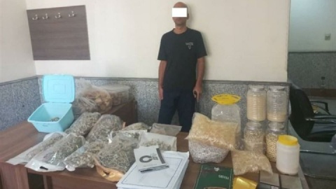 فروش قارچ‌های توهم‌زا در اینستاگرام/ مواد فروش دستگیر شد