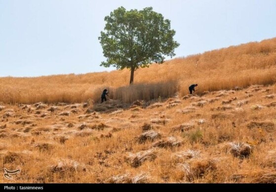 چشم روستا، قلب عشایر