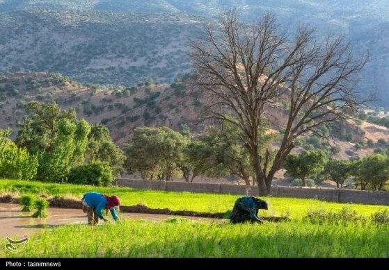 چشم روستا، قلب عشایر