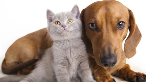 تکذیب شایعه مجوز واردات سگ و گربه به ایران