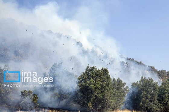 آتش سوزی جنگل های بلوط مریوان