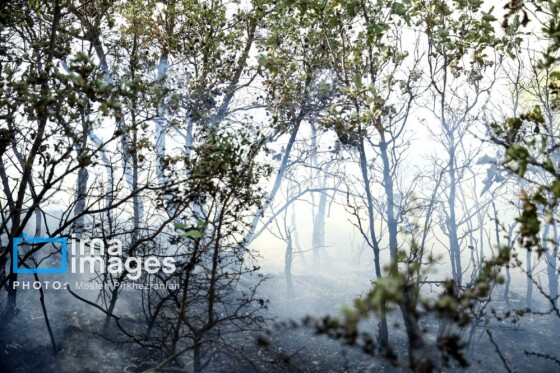 آتش سوزی جنگل های بلوط مریوان