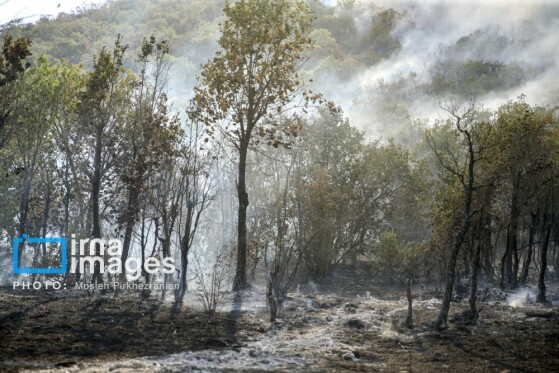 آتش سوزی جنگل های بلوط مریوان