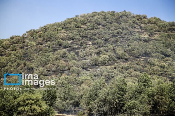 آتش سوزی جنگل های بلوط مریوان