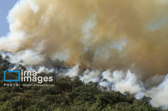 آتش سوزی جنگل های بلوط مریوان
