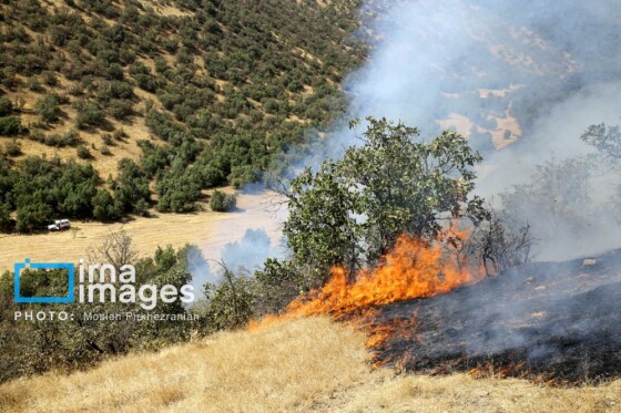 آتش سوزی جنگل های بلوط مریوان