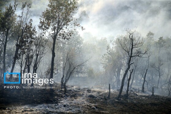 آتش سوزی جنگل های بلوط مریوان