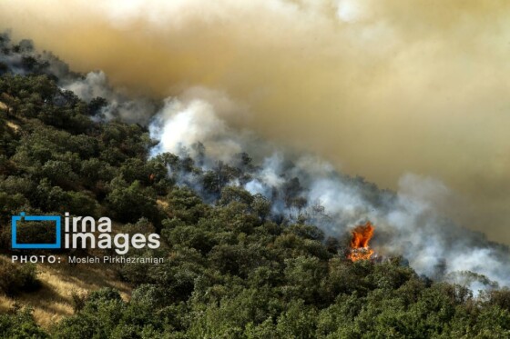 آتش سوزی جنگل های بلوط مریوان
