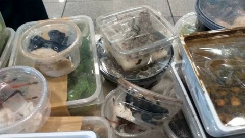 کشف محموله بزرگ خزندگان قاچاق در فرودگاه امام خمینی (ره)