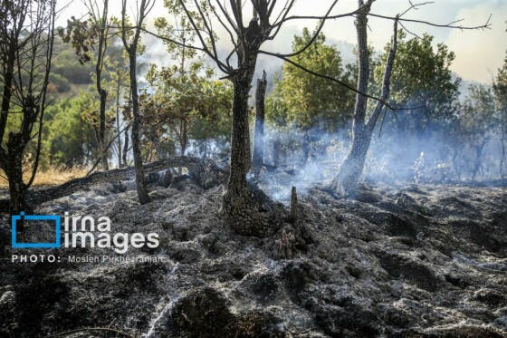 آتش سوزی جنگل های بلوط مریوان