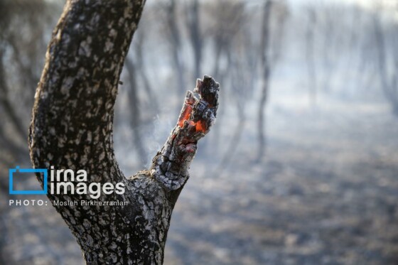 آتش سوزی جنگل های بلوط مریوان
