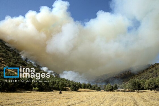 آتش سوزی جنگل های بلوط مریوان