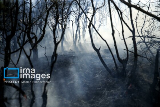 آتش سوزی جنگل های بلوط مریوان