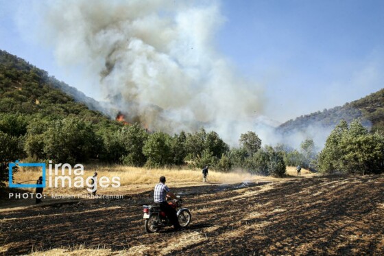 آتش سوزی جنگل های بلوط مریوان