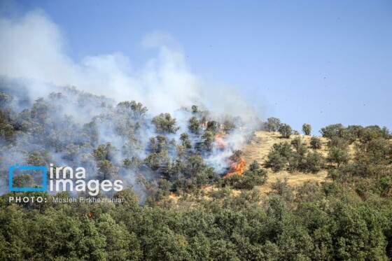 آتش سوزی جنگل های بلوط مریوان