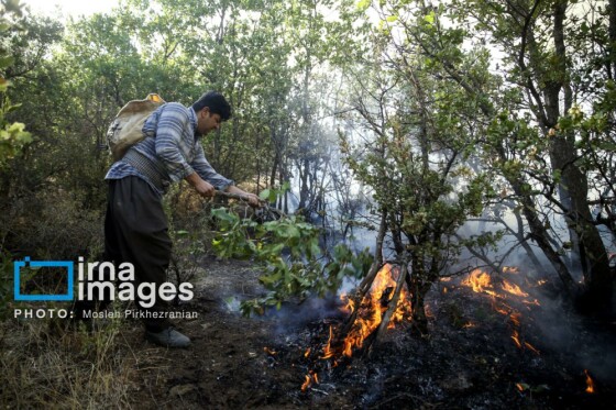 آتش سوزی جنگل های بلوط مریوان