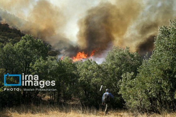 آتش سوزی جنگل های بلوط مریوان