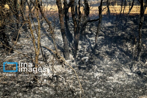 آتش سوزی جنگل های بلوط مریوان