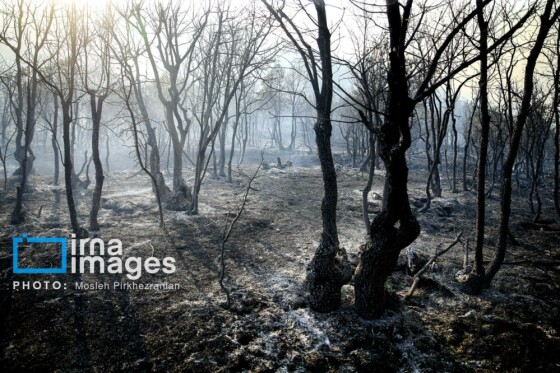 آتش سوزی جنگل های بلوط مریوان