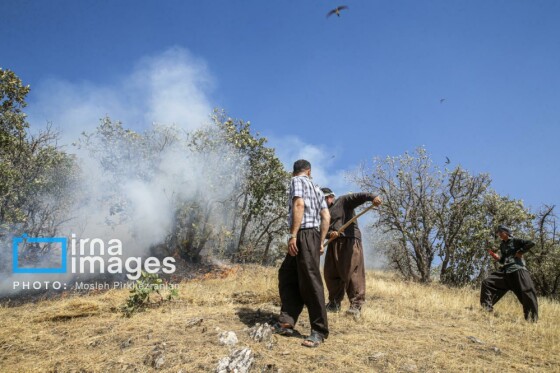 آتش سوزی جنگل های بلوط مریوان