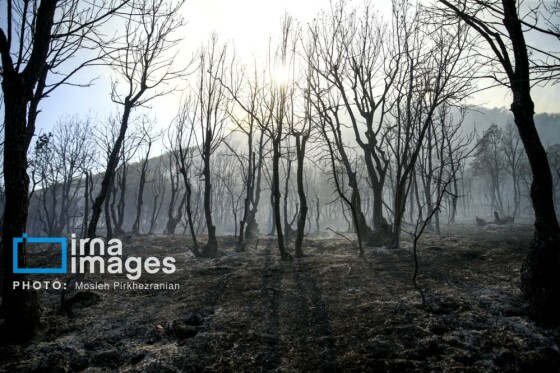 آتش سوزی جنگل های بلوط مریوان