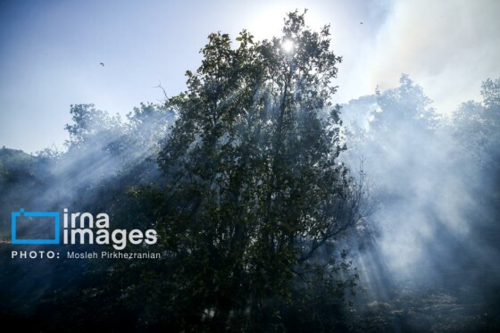 آتش سوزی جنگل های بلوط مریوان