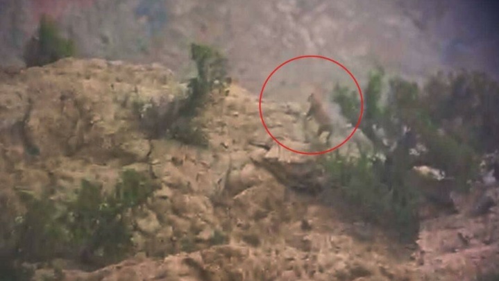 ۲ قلاده پلنگ در فیروزکوه مشاهده شد