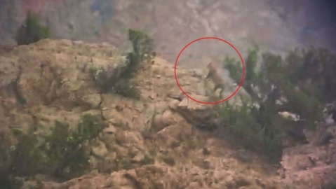 ۲ قلاده پلنگ در فیروزکوه مشاهده شد