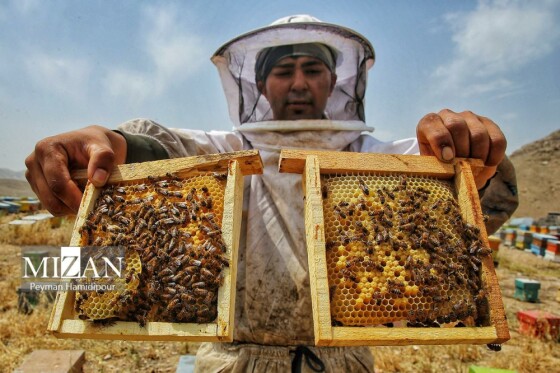 پرورش زنبور عسل