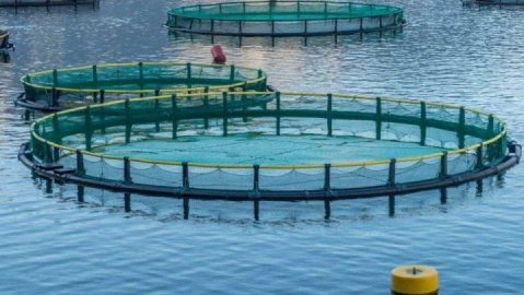 افتتاح ۱۵۵ پروژه شیلاتی در هفته دولت