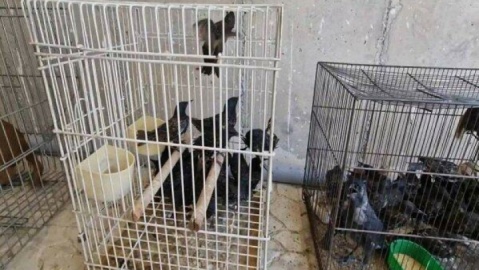 جمع‌‌آوری گونه‌های جانوری وحشی از بازار پرندگان