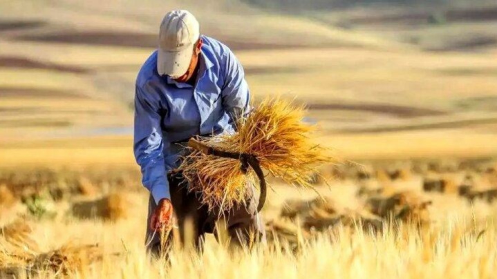 پرداخت مطالبات گندم‌کاران از ۱۵۰ همت گذشت