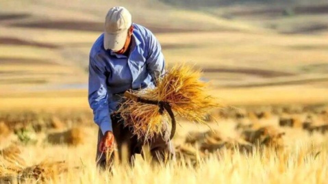 پرداخت مطالبات گندم‌کاران از ۱۵۰ همت گذشت