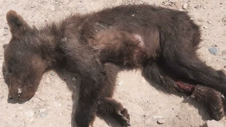 تلف شدن یک قلاده توله‌خرس به خاطر مسمومیت