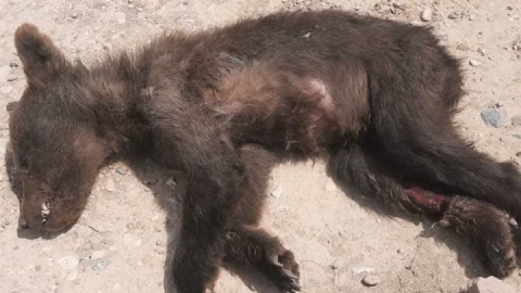 تلف شدن یک قلاده توله‌خرس به خاطر مسمومیت