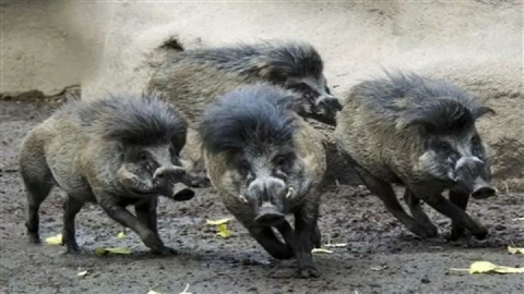 کشف ۳ راس لاشه گراز وحشی در بیجار