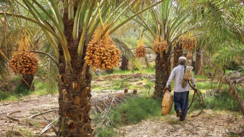 پیش‌بینی برداشت ۱.۶ میلیون تن خرما در سال جاری