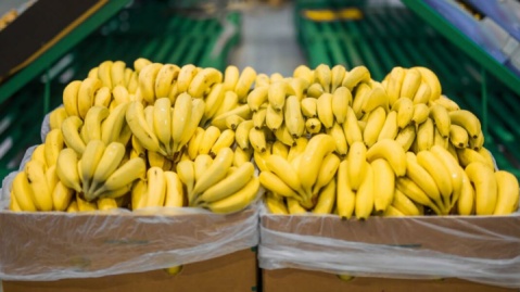 تمرکز بر تولید میوه‌های گرمسیری/ درآمد ارزی باغبانی افزایش یافت