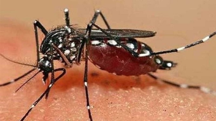 ۸۰ درصد مبتلایان به تب دنگی بدون علائم هستند