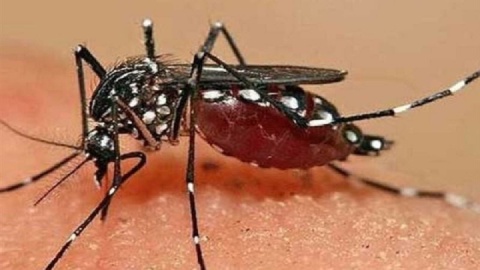 ۸۰ درصد مبتلایان به تب دنگی بدون علائم هستند