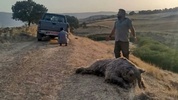 یک قلاده خرس قهوه‌ای تلف شد