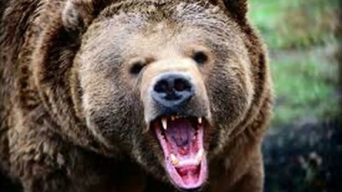 حمله خرس به نوجوان ۱۹ ساله در شهرستان کوهرنگ