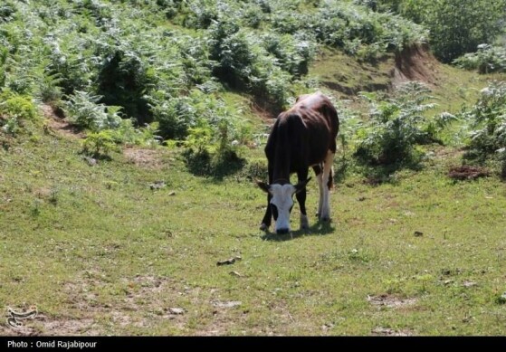 ییلاق «جواهردشت» عروس طبیعت رودسر